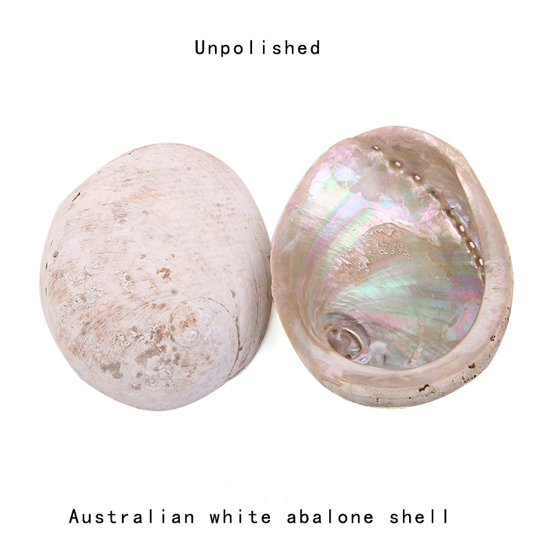 Coquillage d'ormeau de Nouvell - Jewelry Making New Zealand avis et prix